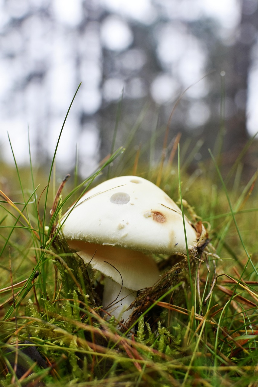 Kaip efektyviai sekti ir interpretuoti lenkų kultūros naujienas Lietuvoje: praktinis vadovas informacijos šaltiniams ir kultūriniam kontekstui